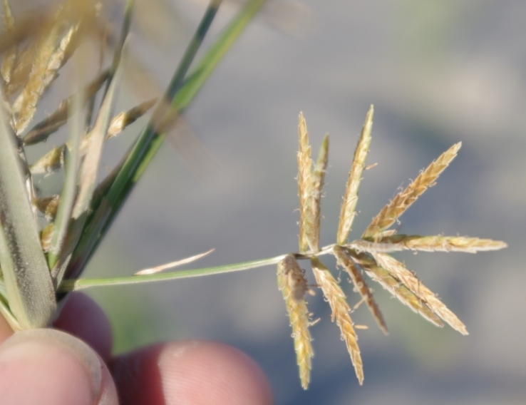 Cyperus esculentus